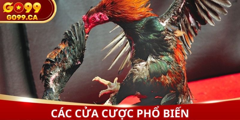 Những cửa cược mà hội viên có thể tham gia